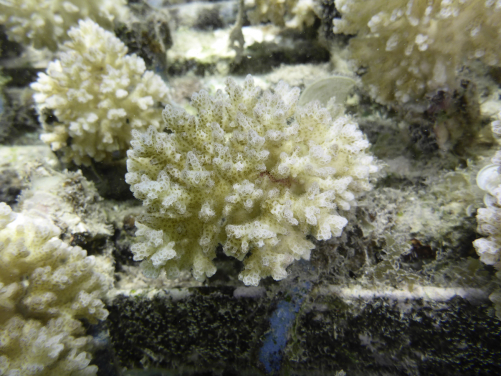 圖1. 於法屬玻里尼西亞茉莉亞島海底底棲生物研究養殖場的細支鹿角珊瑚。
(相片鳴謝: Isis Guibert博士)